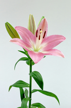 Premium Peony & Lily 100 ml Eau de Toilette