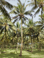 Premium Balinese Coconut 106 ml Shimmer Hair & Body Perfume