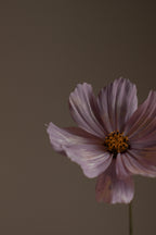Premium Violet Sandalwood 50ml Perfume Oil Dropper